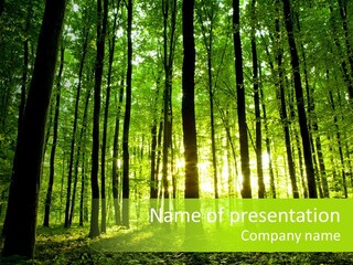 Image Deciduous Lush PowerPoint Template