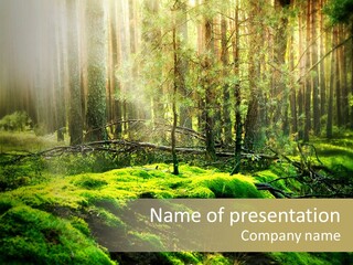 Deep Land Woodland PowerPoint Template