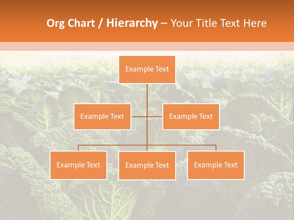 Agriculture Collard Greens Organic PowerPoint Template