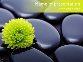 Tranquil Contrast Abstract PowerPoint Template