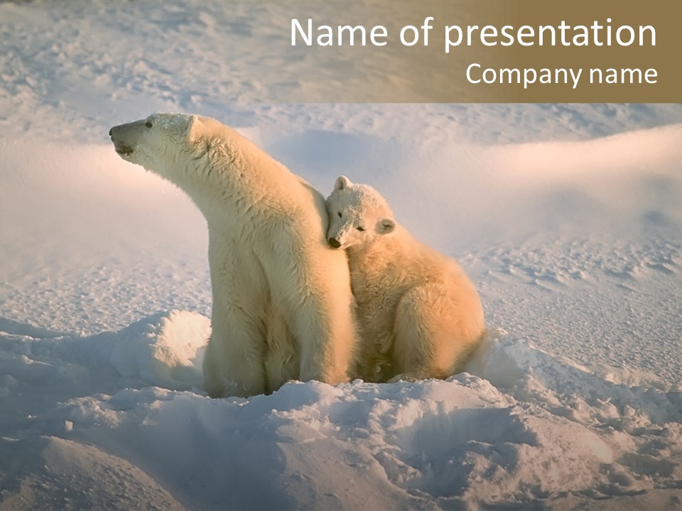 Cold Young Animal PowerPoint Template