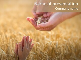 Harvesting Crop Harvest PowerPoint Template