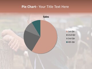 Countryside Cattle Agriculture PowerPoint Template