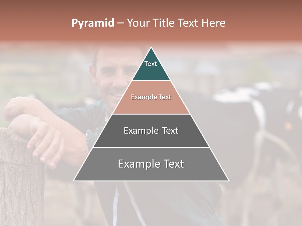Countryside Cattle Agriculture PowerPoint Template
