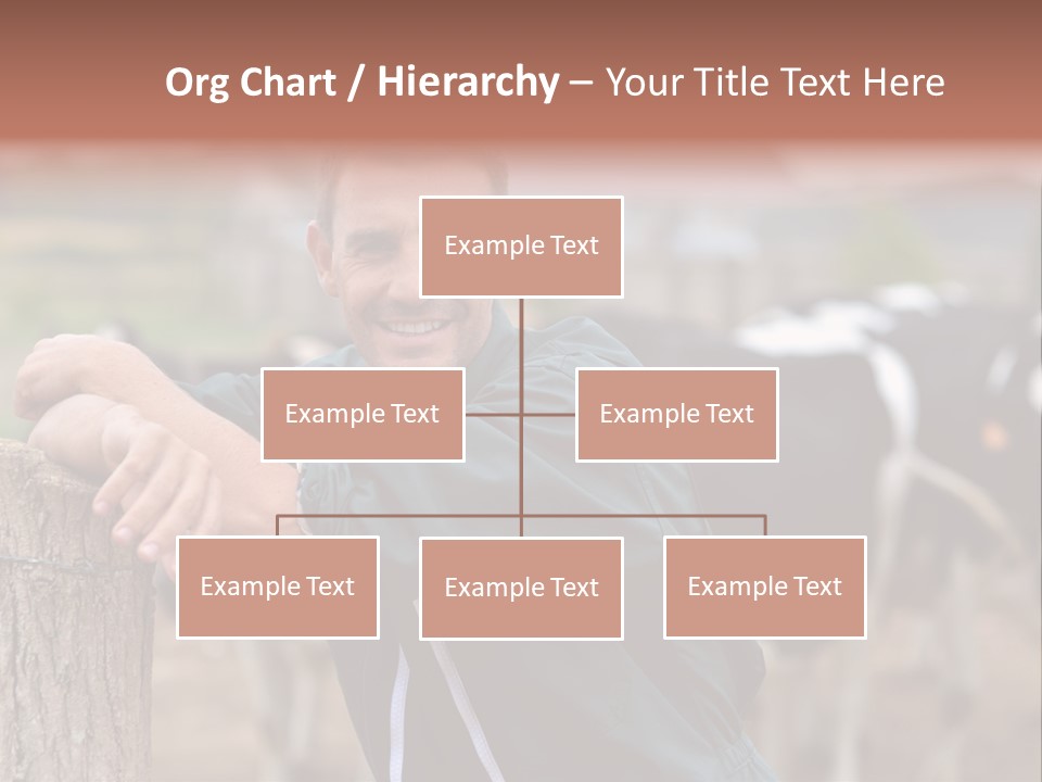 Countryside Cattle Agriculture PowerPoint Template