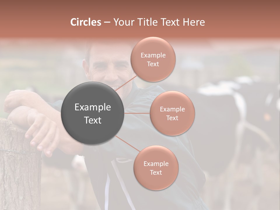 Countryside Cattle Agriculture PowerPoint Template