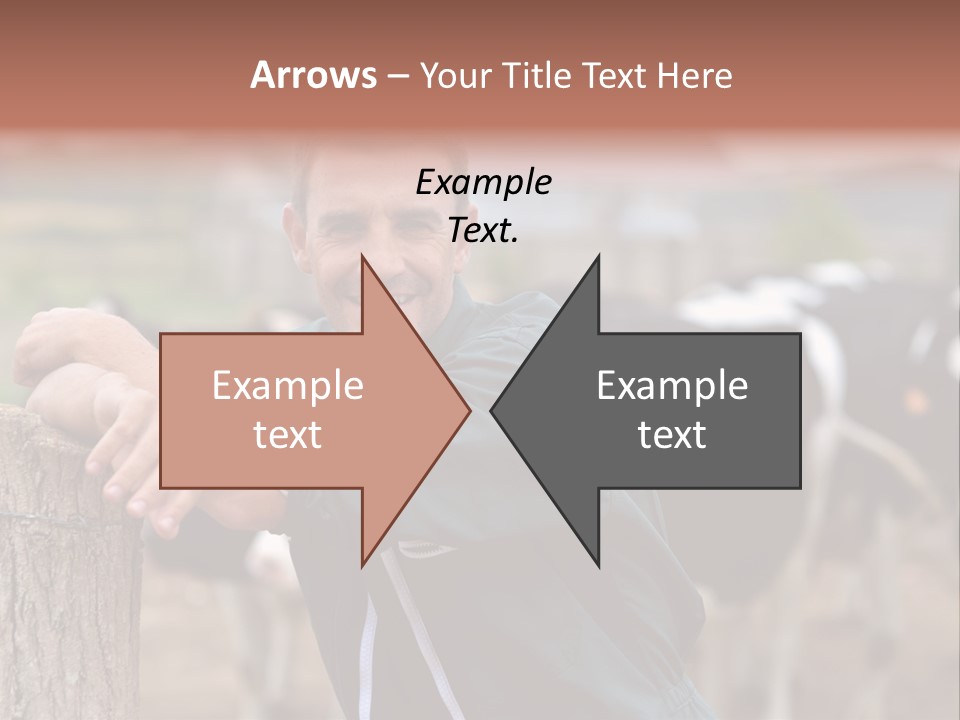 Countryside Cattle Agriculture PowerPoint Template