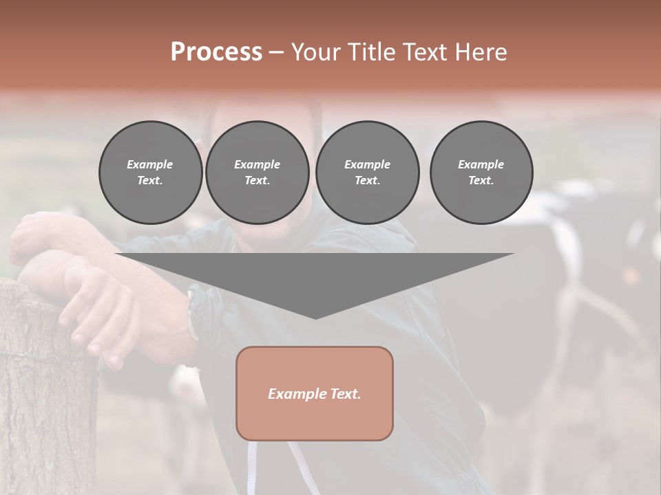Countryside Cattle Agriculture PowerPoint Template