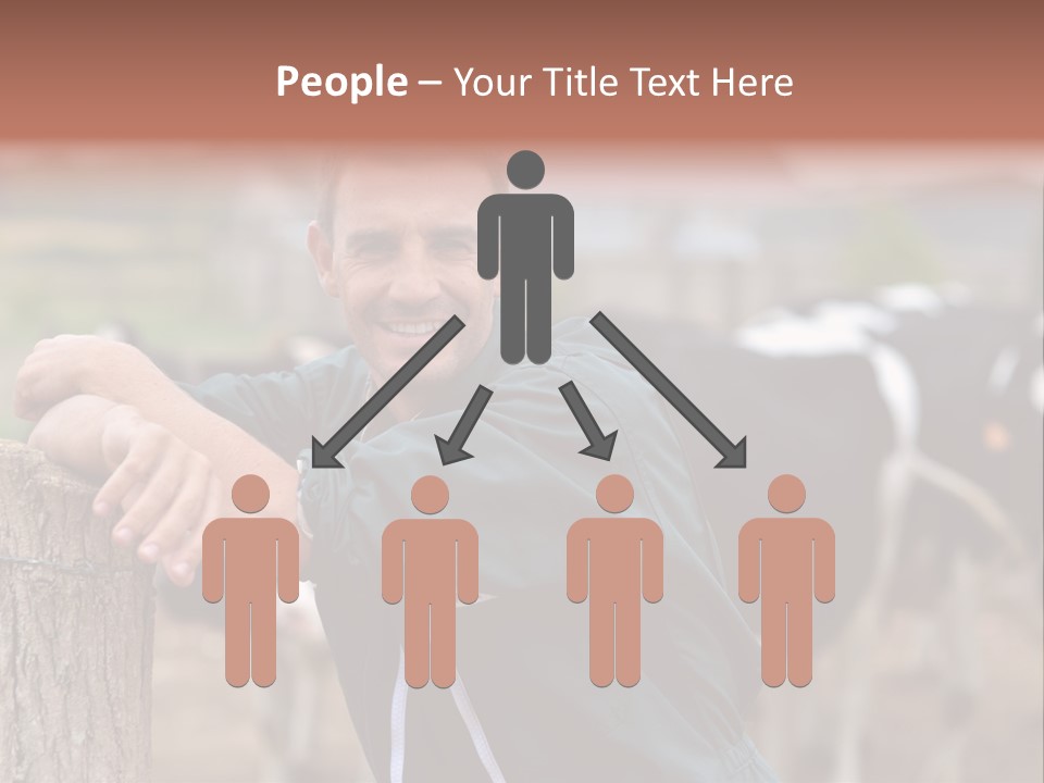 Countryside Cattle Agriculture PowerPoint Template