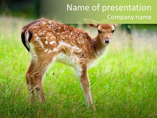 Spring Meadow Hunting PowerPoint Template