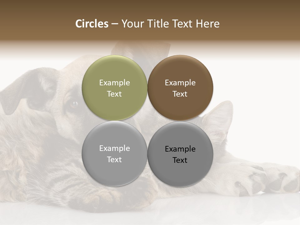 Life Woman Maine Coon PowerPoint Template