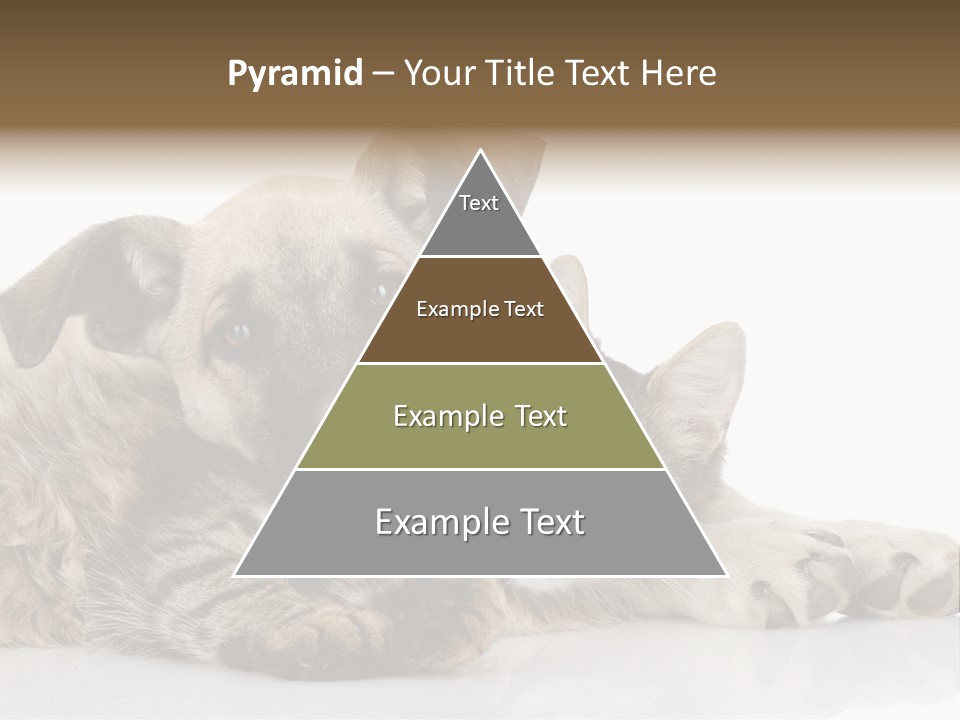 Life Woman Maine Coon PowerPoint Template