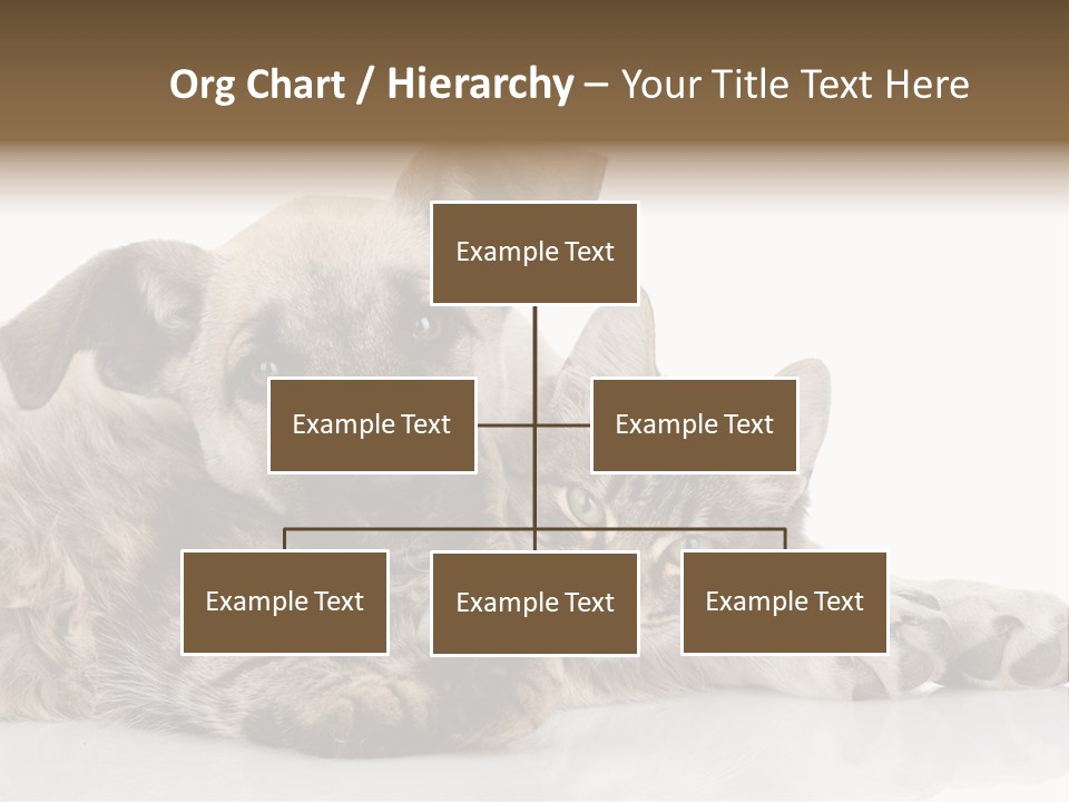 Life Woman Maine Coon PowerPoint Template