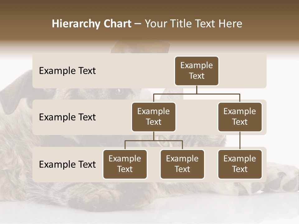 Life Woman Maine Coon PowerPoint Template