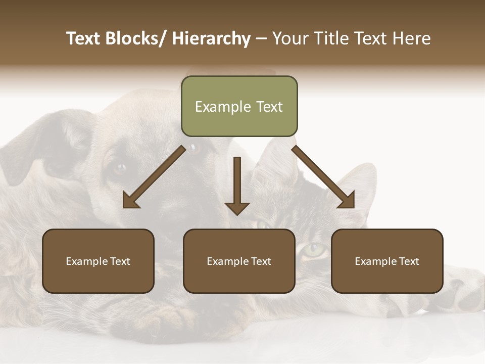 Life Woman Maine Coon PowerPoint Template