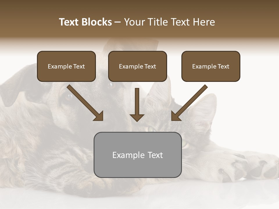 Life Woman Maine Coon PowerPoint Template