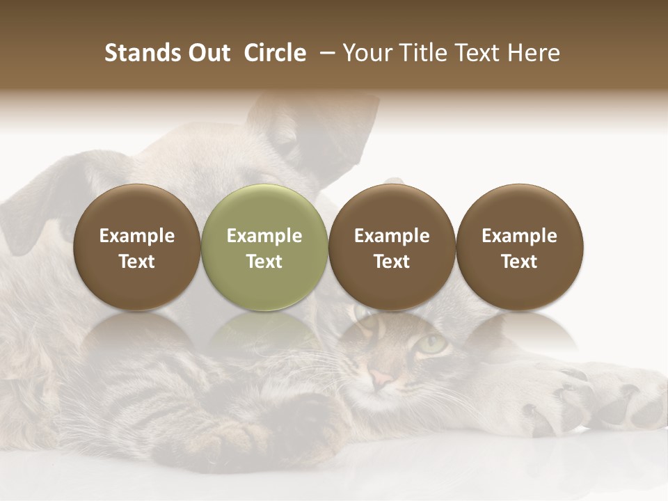 Life Woman Maine Coon PowerPoint Template