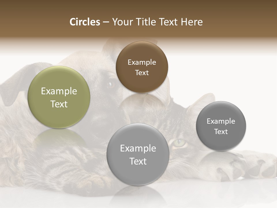 Life Woman Maine Coon PowerPoint Template