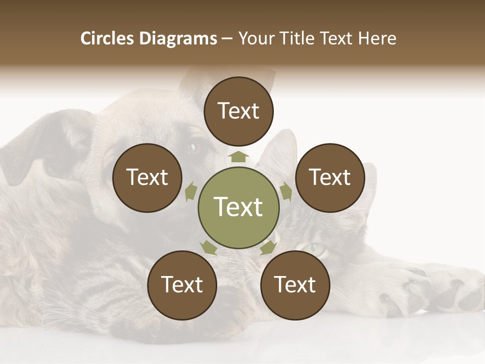 Life Woman Maine Coon PowerPoint Template