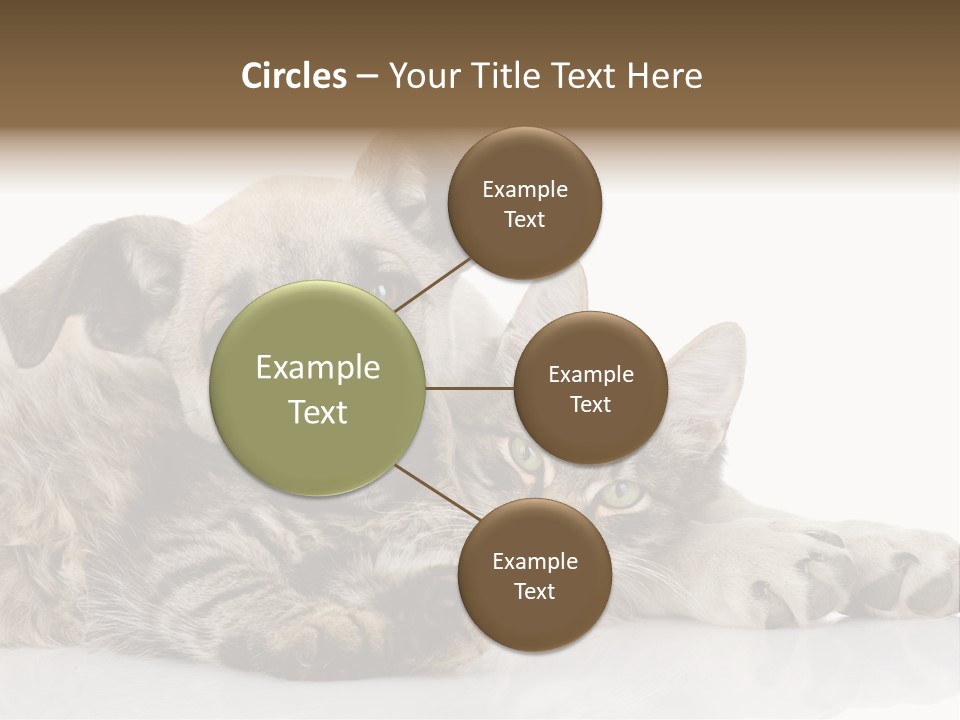 Life Woman Maine Coon PowerPoint Template