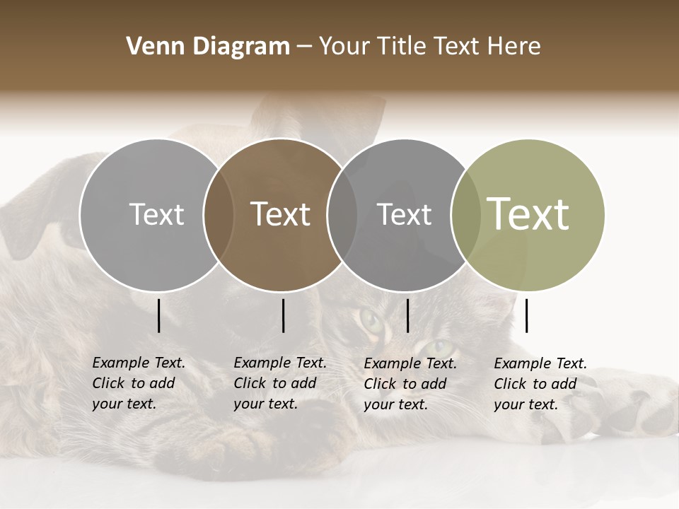 Life Woman Maine Coon PowerPoint Template