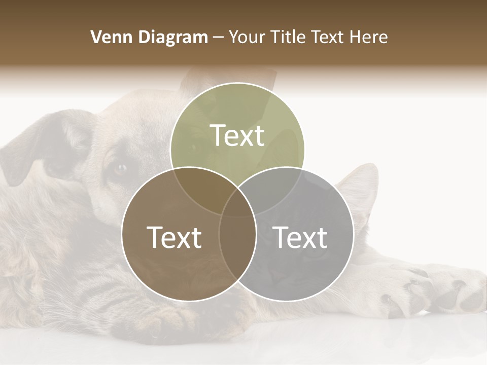 Life Woman Maine Coon PowerPoint Template