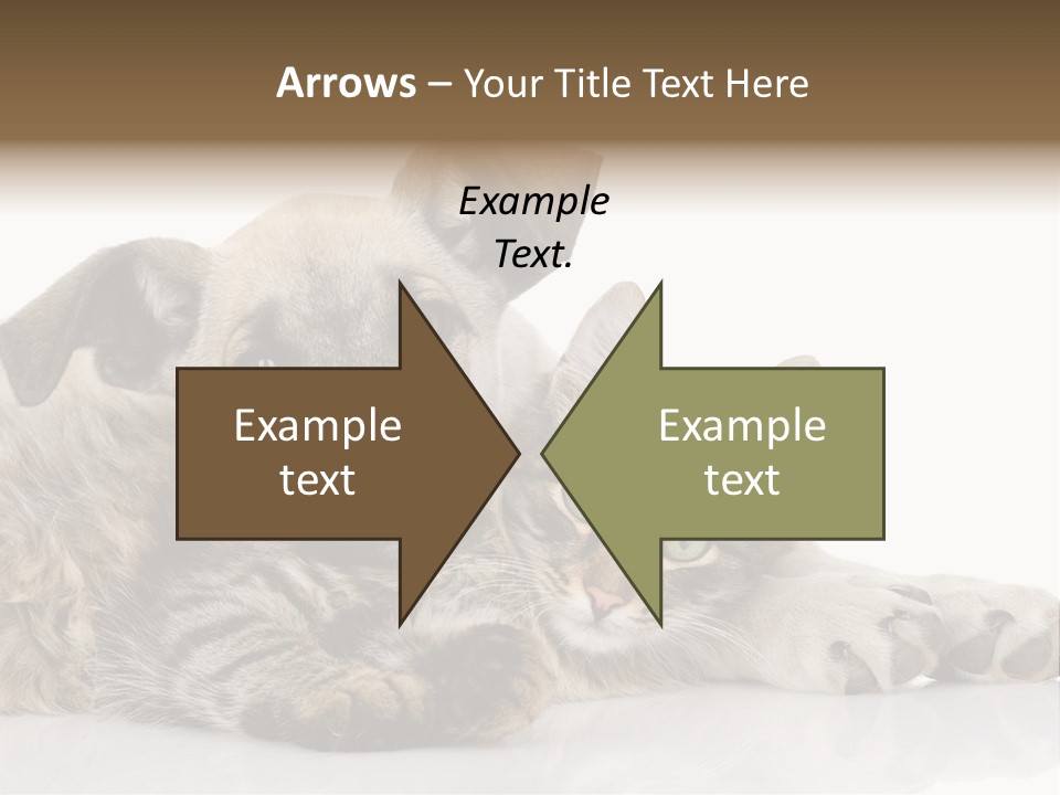 Life Woman Maine Coon PowerPoint Template