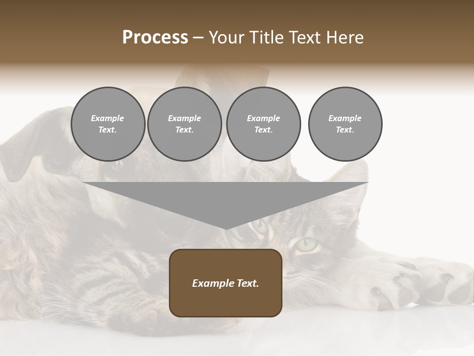 Life Woman Maine Coon PowerPoint Template