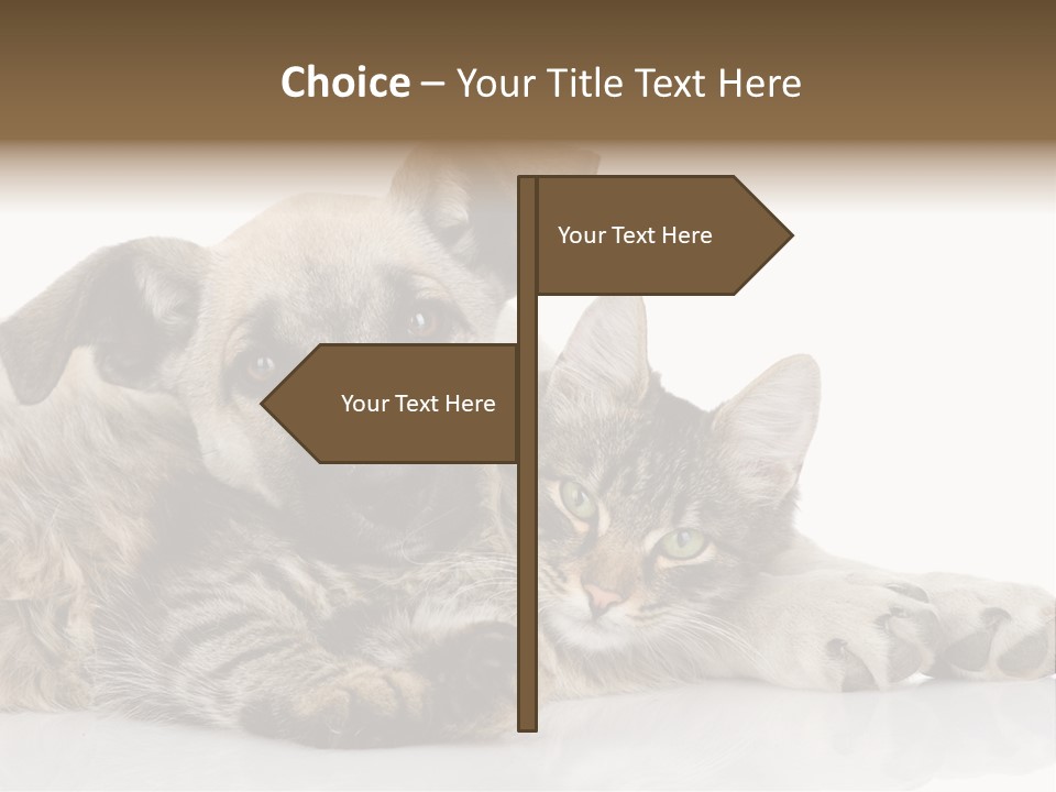 Life Woman Maine Coon PowerPoint Template