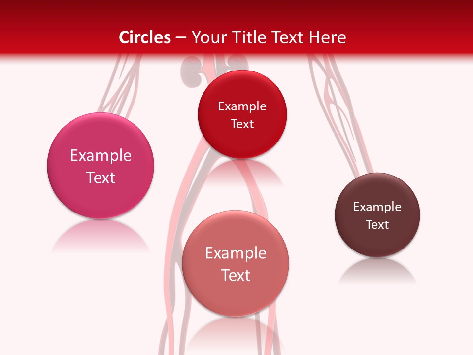 Circulation Anatomy Test PowerPoint Template