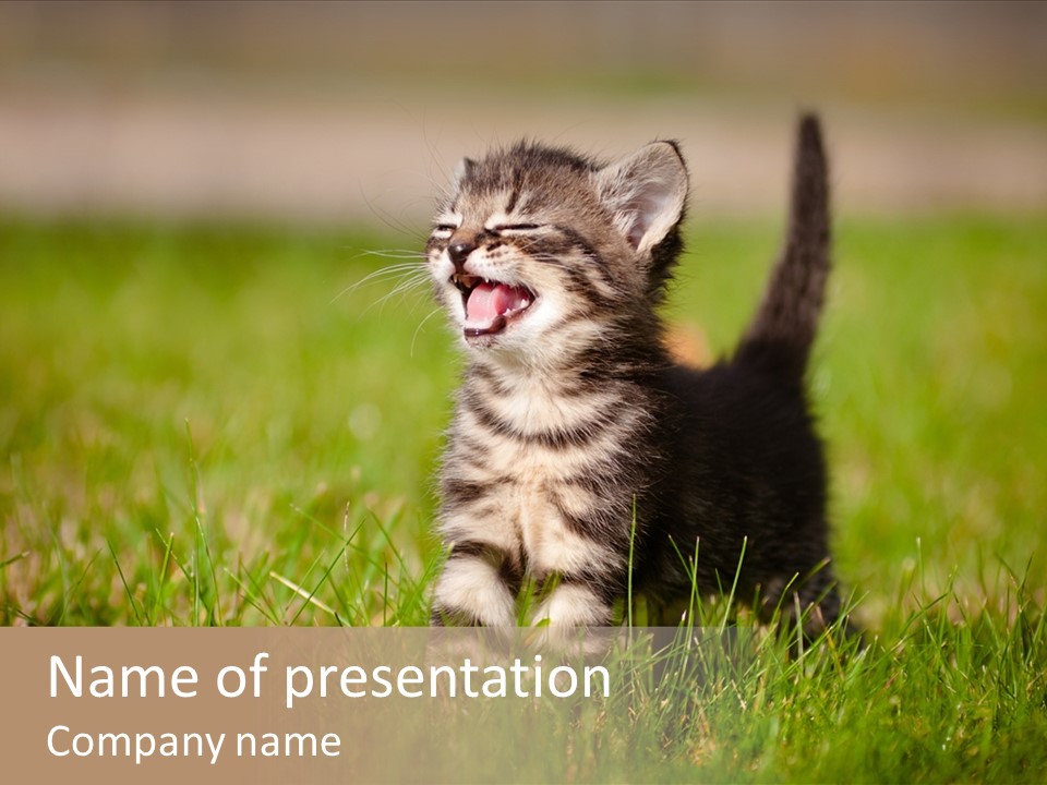 Breed Curious Charming PowerPoint Template