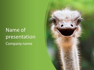 Beak Emu Tall PowerPoint Template