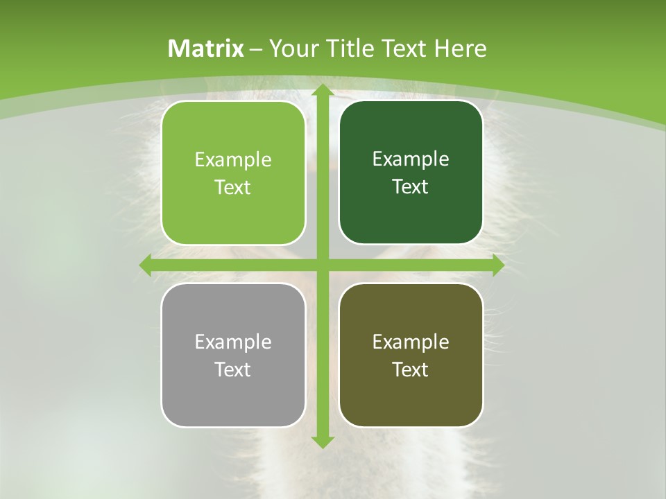 Beak Emu Tall PowerPoint Template