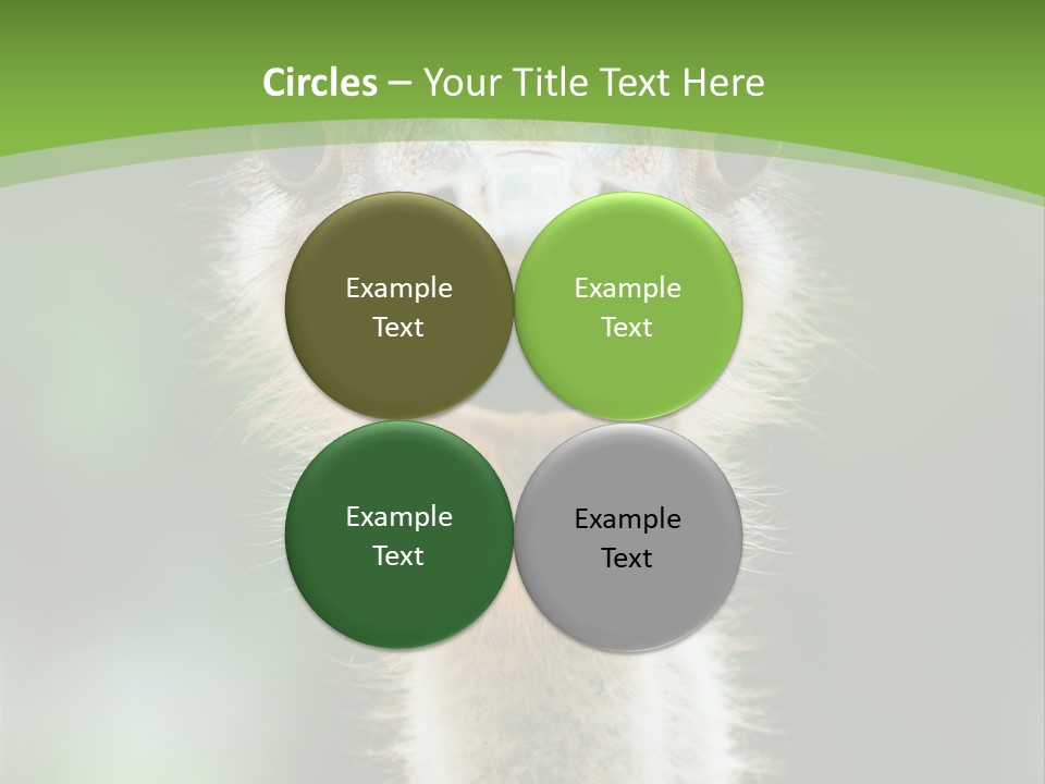 Beak Emu Tall PowerPoint Template