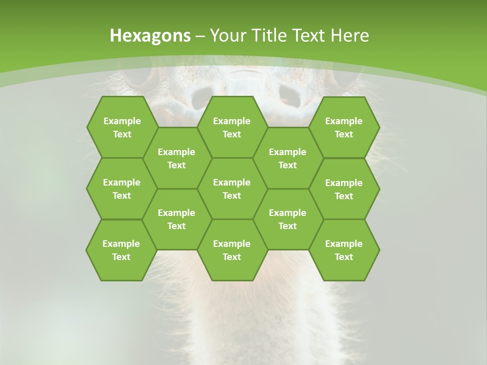 Beak Emu Tall PowerPoint Template