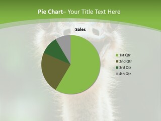 Beak Emu Tall PowerPoint Template