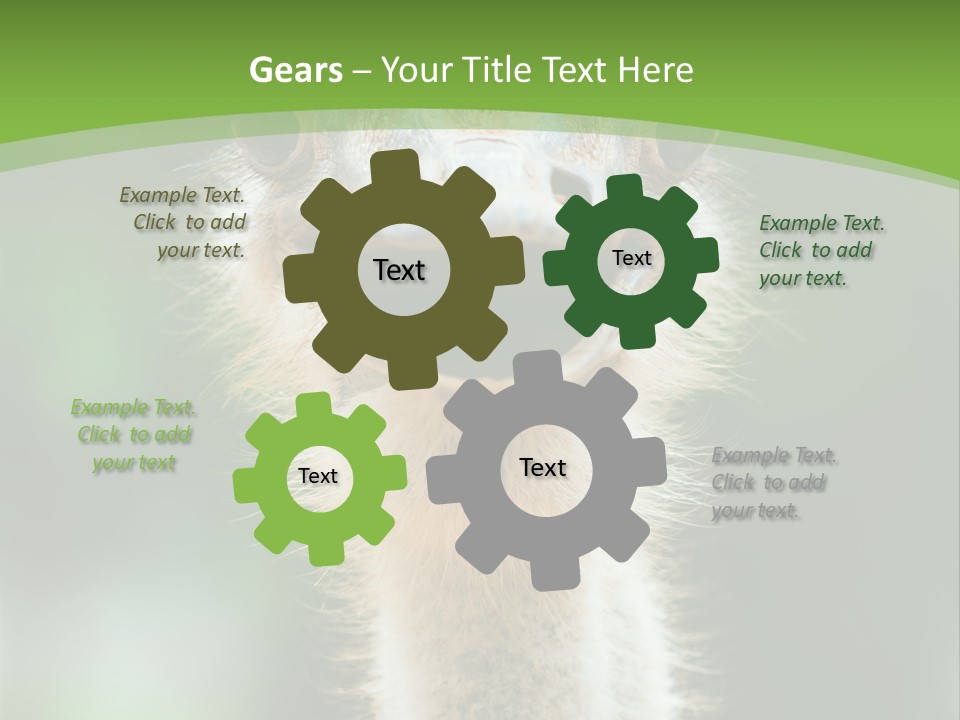 Beak Emu Tall PowerPoint Template