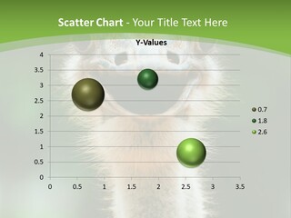 Beak Emu Tall PowerPoint Template