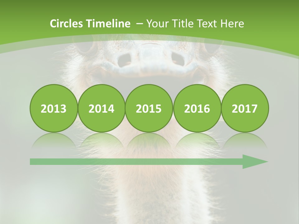 Beak Emu Tall PowerPoint Template