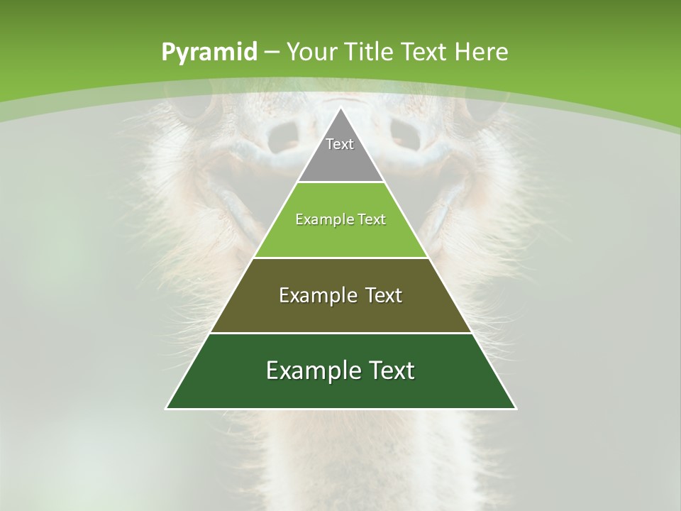 Beak Emu Tall PowerPoint Template