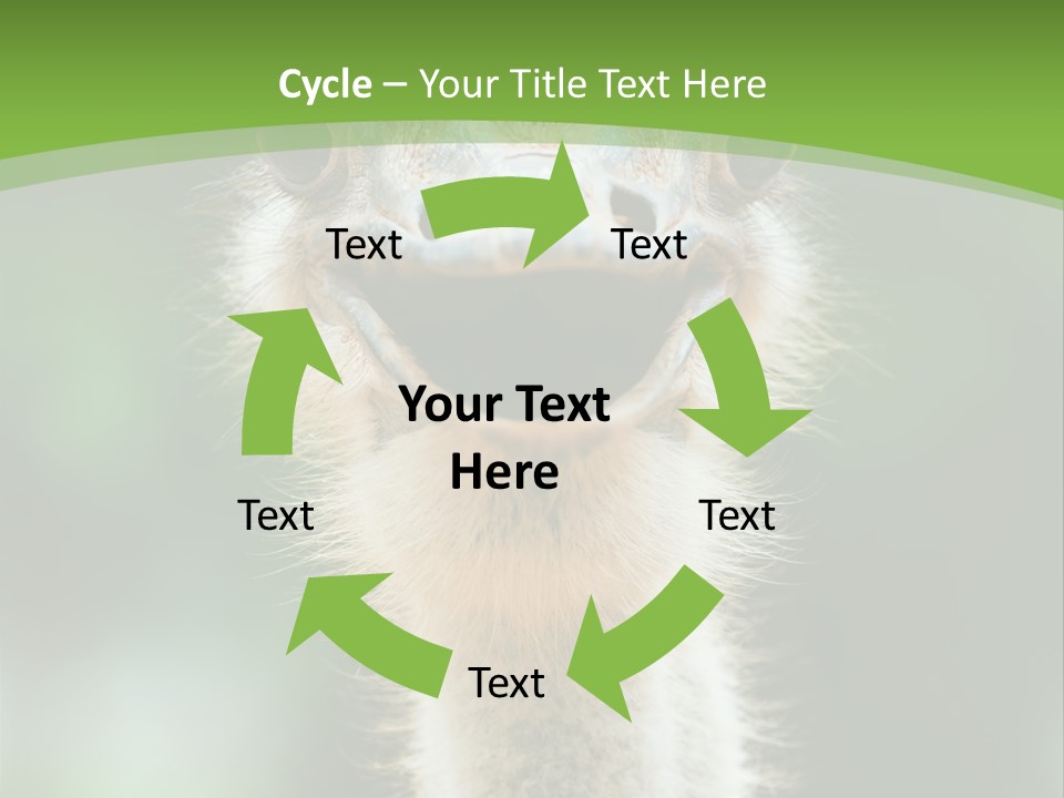 Beak Emu Tall PowerPoint Template