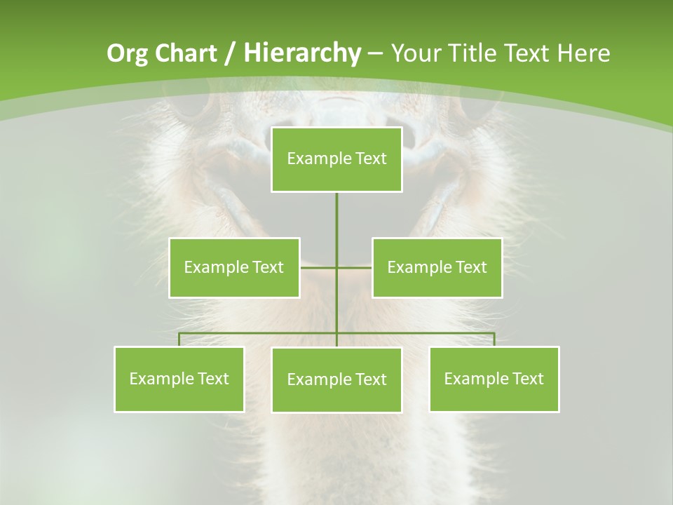 Beak Emu Tall PowerPoint Template