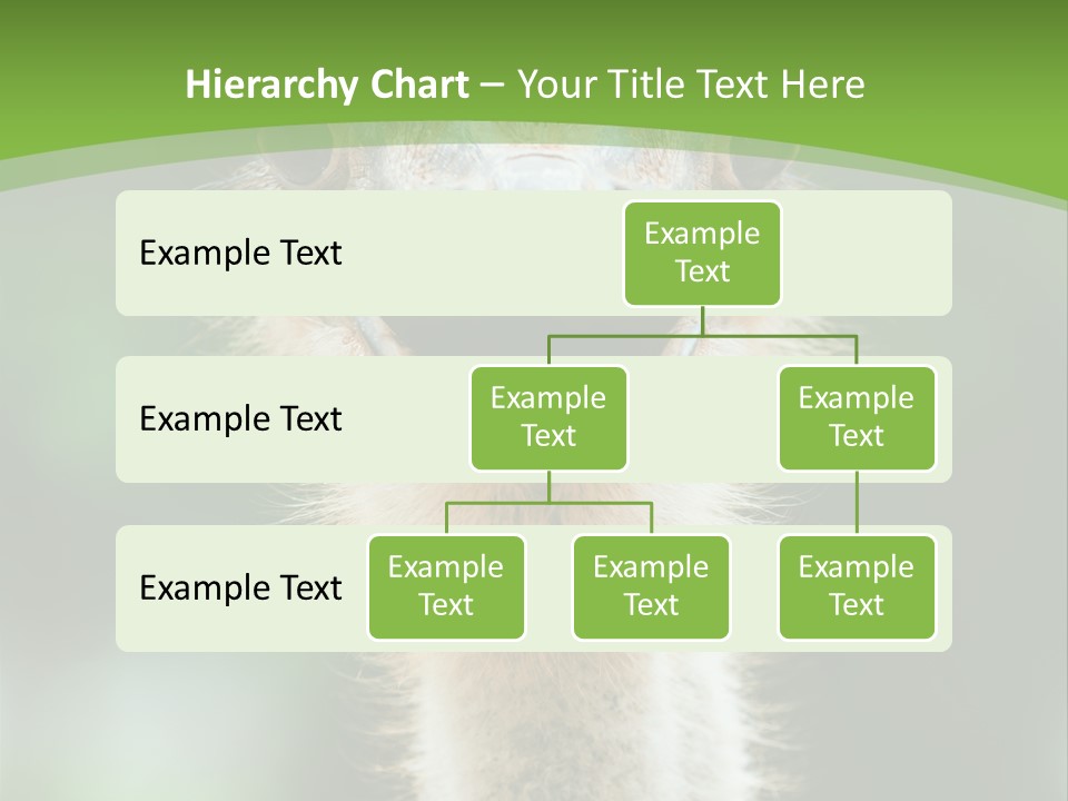 Beak Emu Tall PowerPoint Template