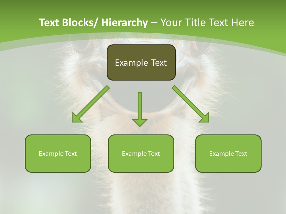 Beak Emu Tall PowerPoint Template