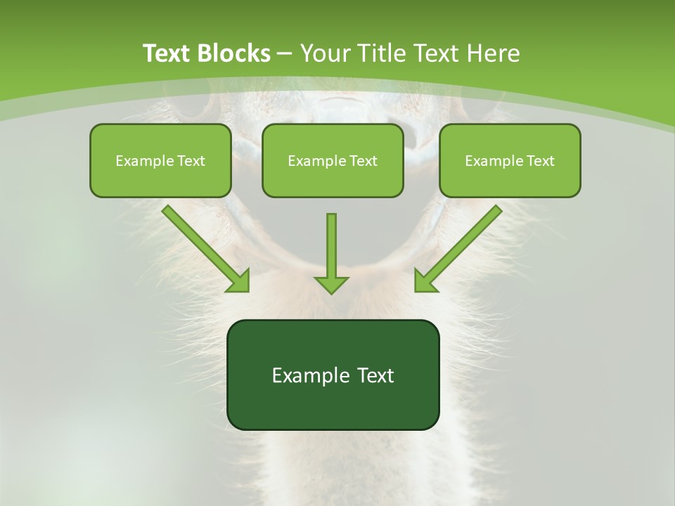 Beak Emu Tall PowerPoint Template