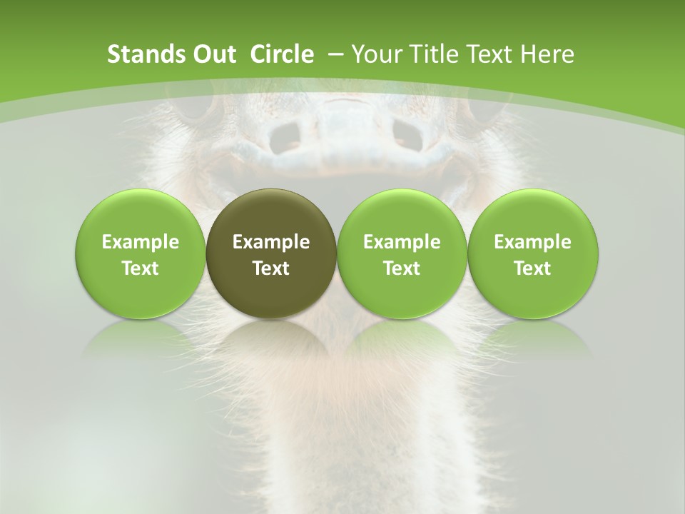 Beak Emu Tall PowerPoint Template