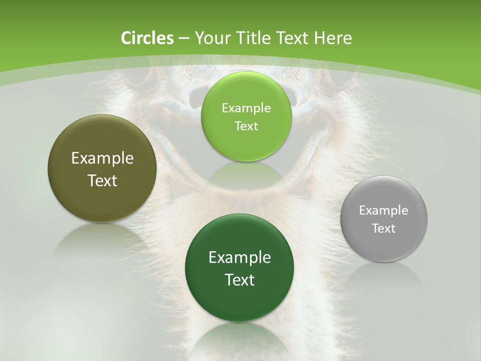 Beak Emu Tall PowerPoint Template