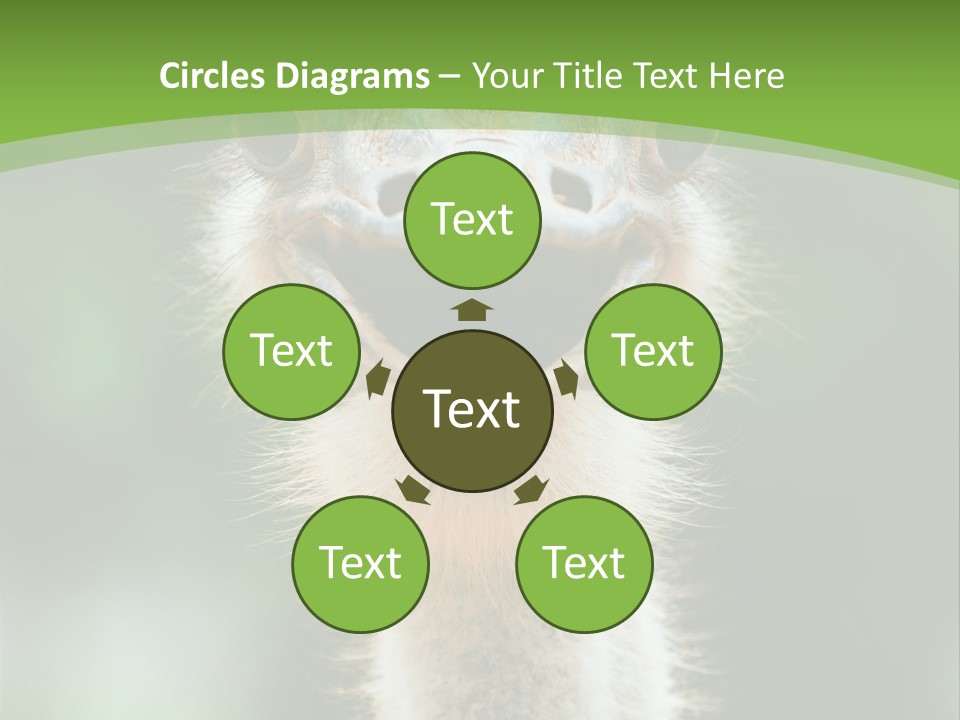 Beak Emu Tall PowerPoint Template