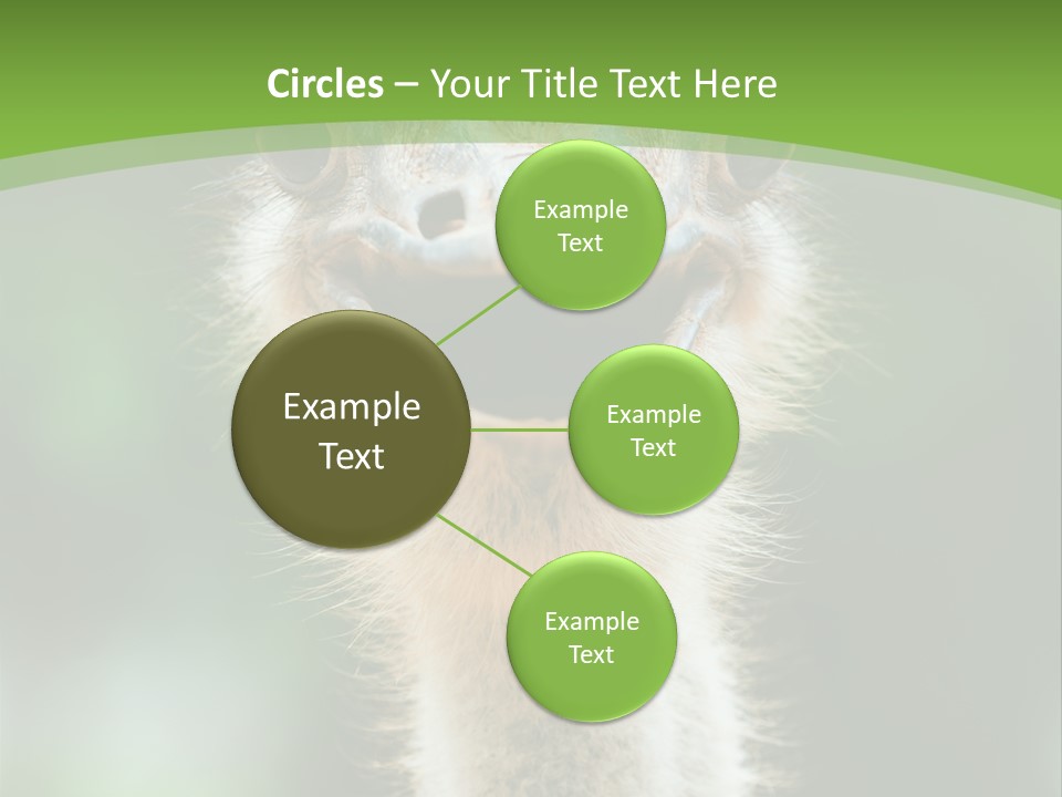 Beak Emu Tall PowerPoint Template