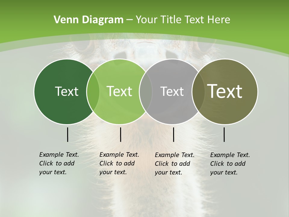 Beak Emu Tall PowerPoint Template